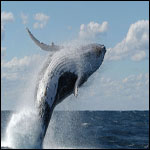 Il salto di una balena