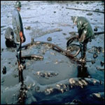 Inquinamento da petrolio nel Golfo del Messico